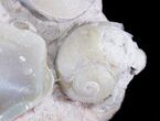 Opal Replaced Fossil Clams, Gastropods & Crinoid - Australia #22838-5